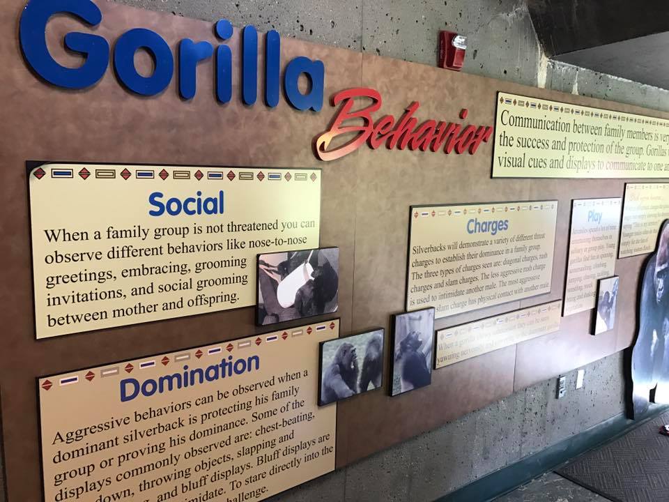 Hubbard Gorilla Valley