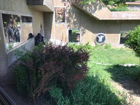 Hubbard Gorilla Valley