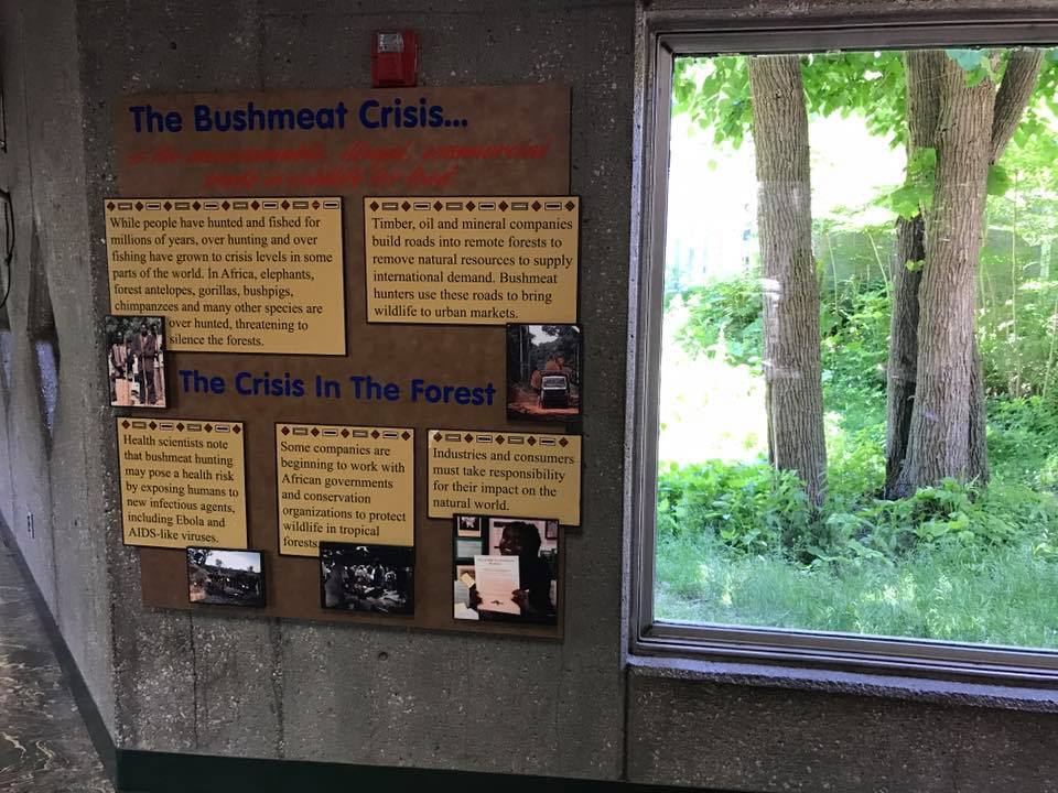 Hubbard Gorilla Valley