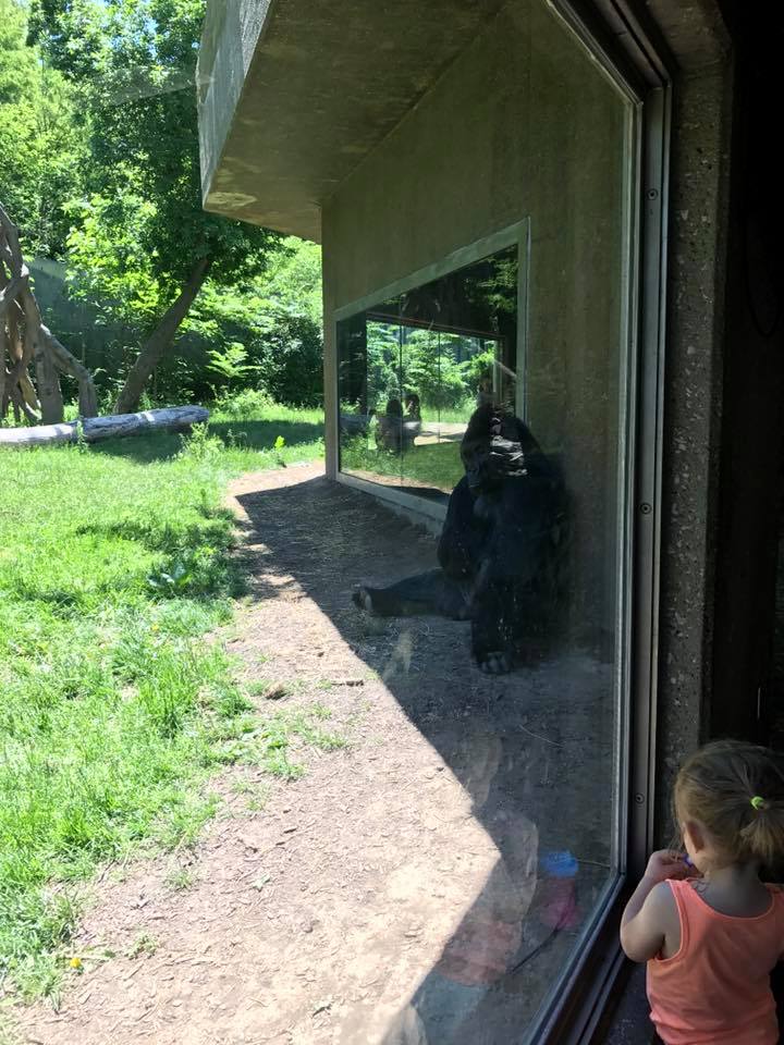 Hubbard Gorilla Valley