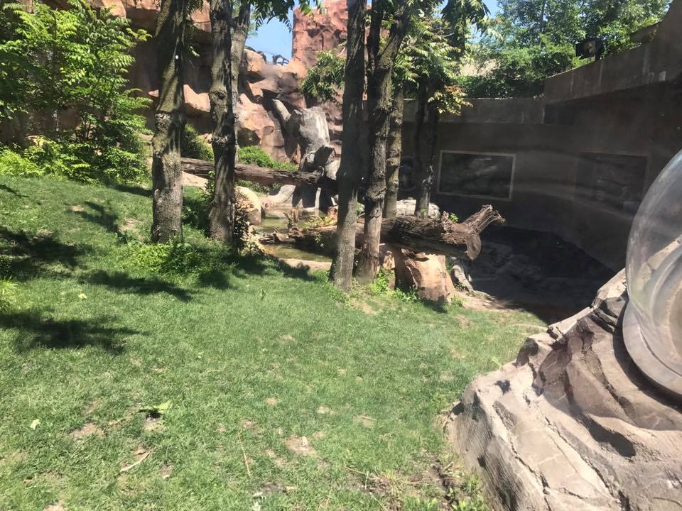 Hubbard Gorilla Valley