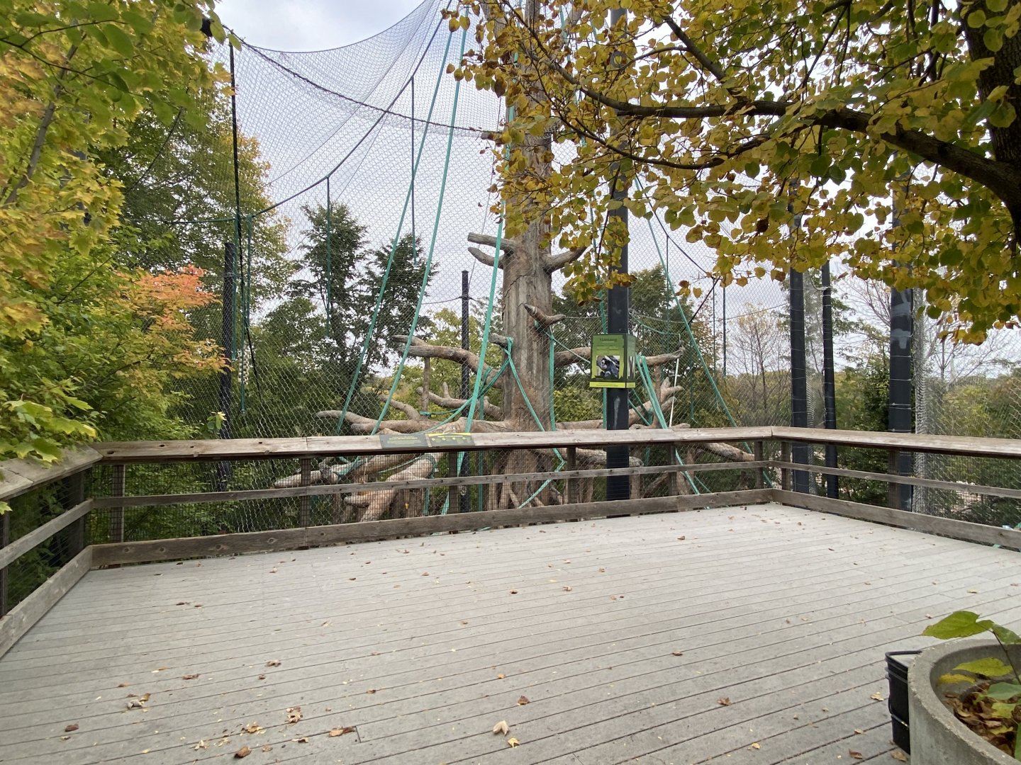 Hubbard Orangutan Forest - Bornean Orangutan/Francois’ Langur Exhibit