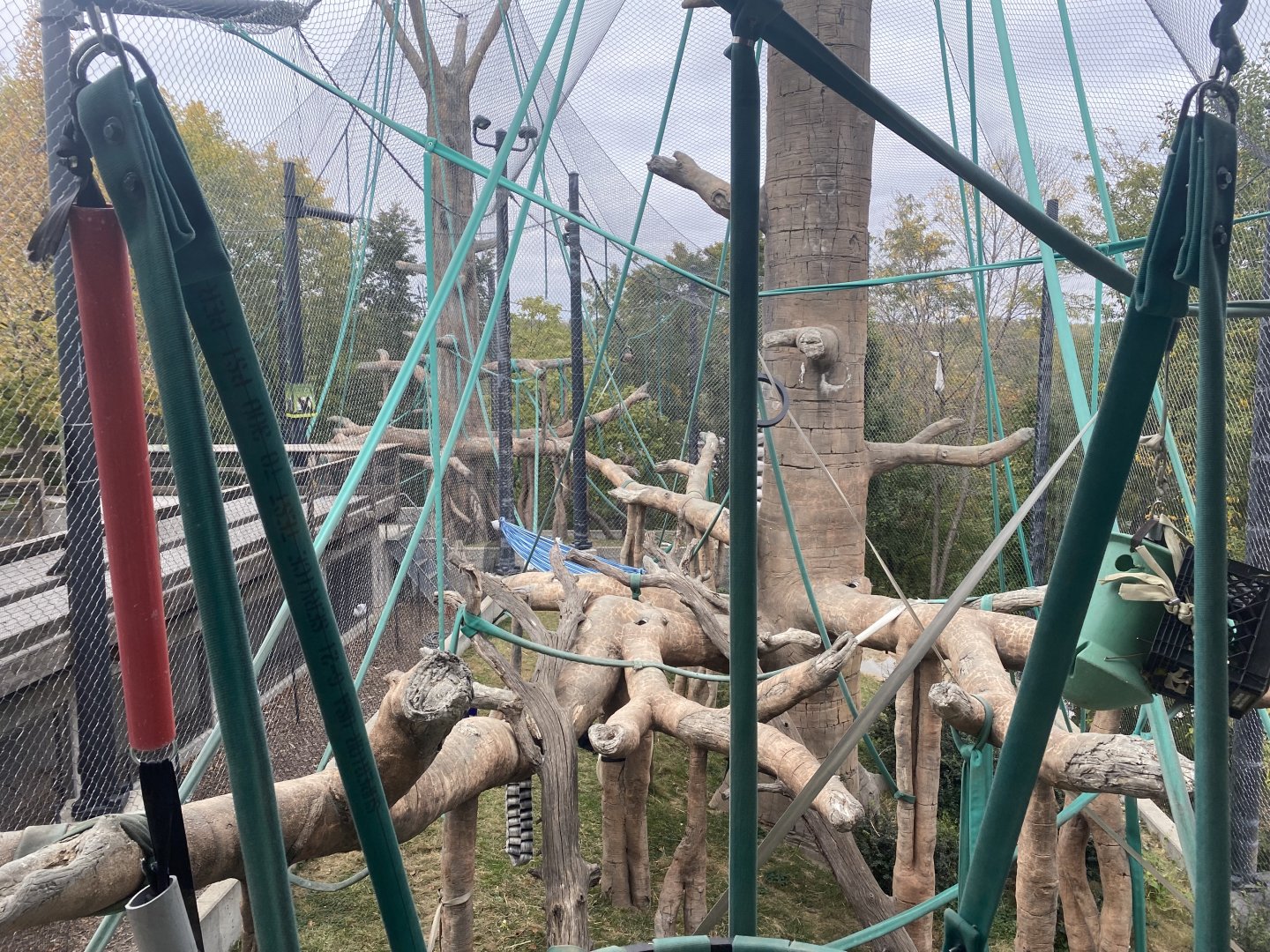 Hubbard Orangutan Forest - Bornean Orangutan/Siamang Exhibit