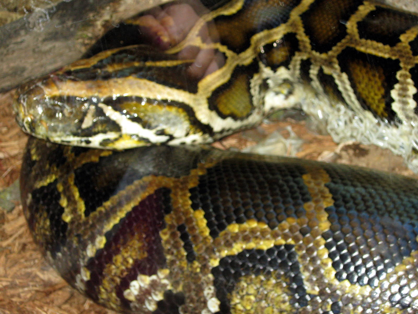 Hubbard Orangutan Forest-Burmese Python