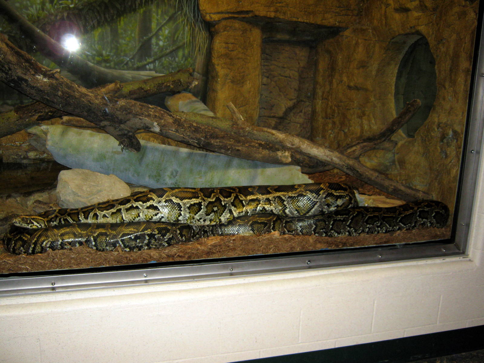 Hubbard Orangutan Forest-Burmese Python
