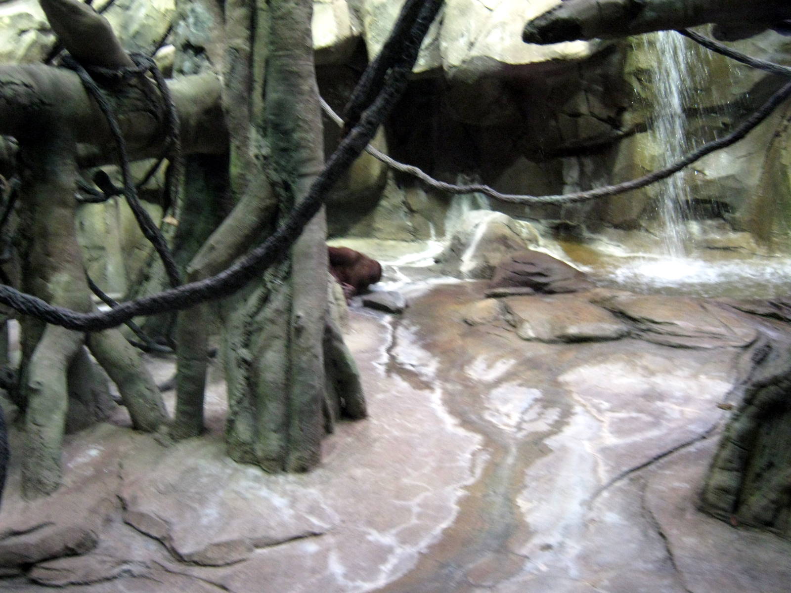 Hubbard Orangutan Forest-Orangutan Exhibit