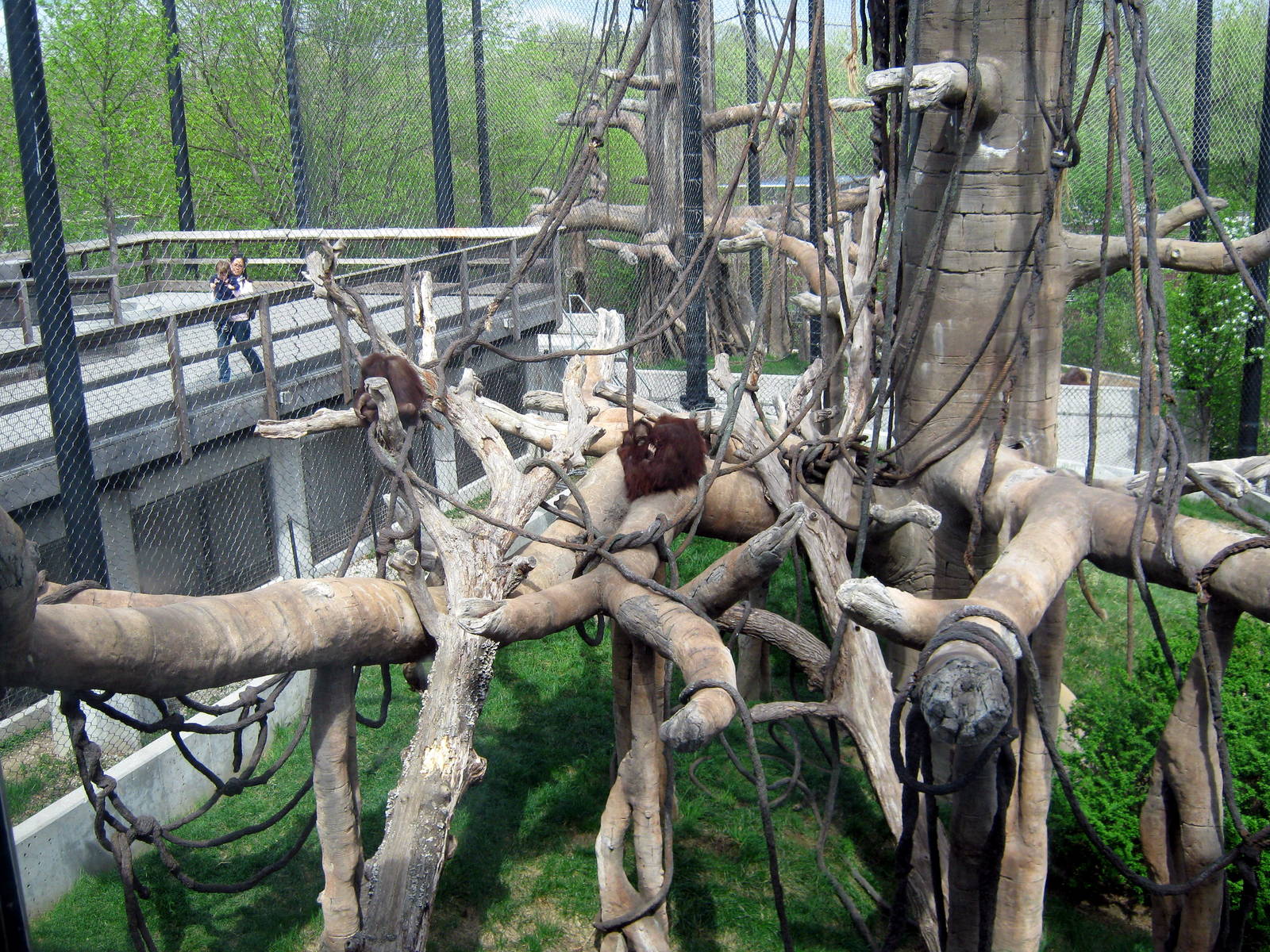 Hubbard Orangutan Forest-Orangutan Exhibit