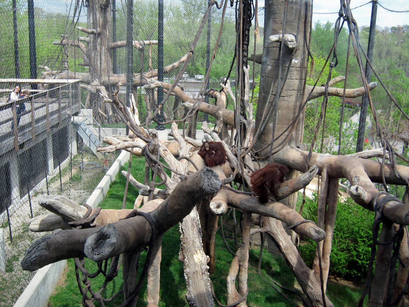 Hubbard Orangutan Forest-Orangutan Exhibit