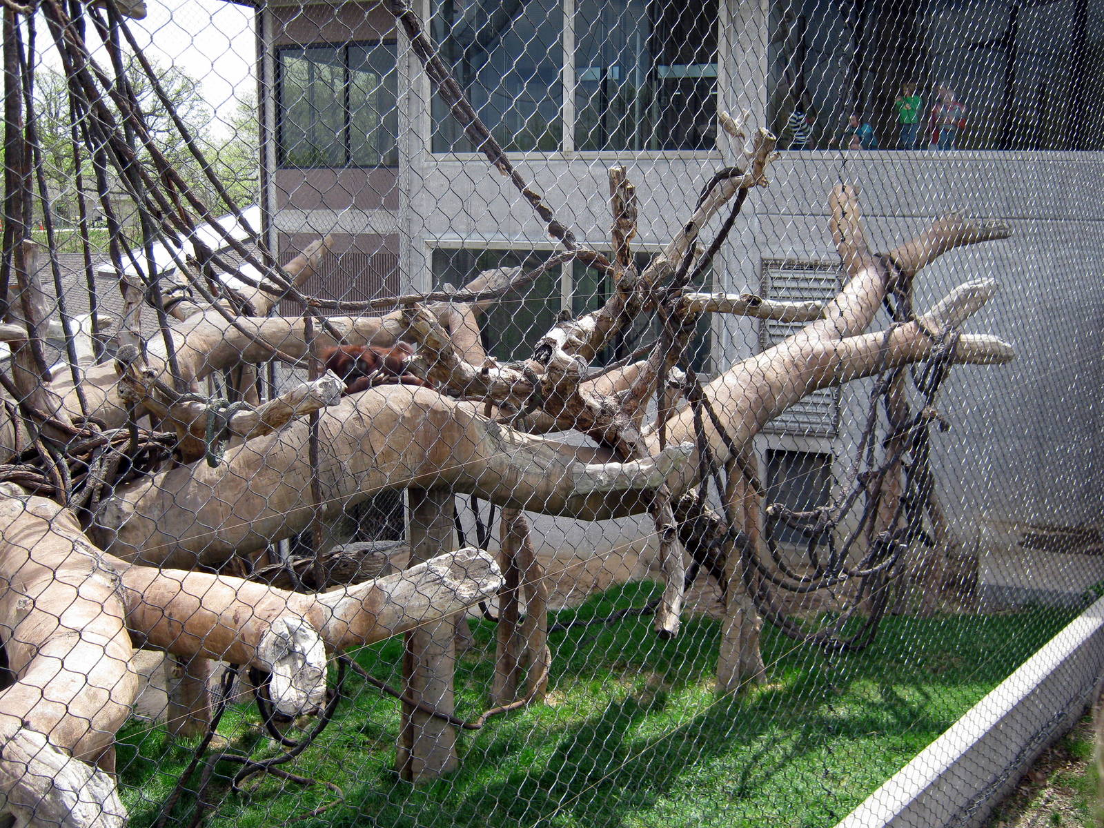 Hubbard Orangutan Forest-Orangutan Exhibit