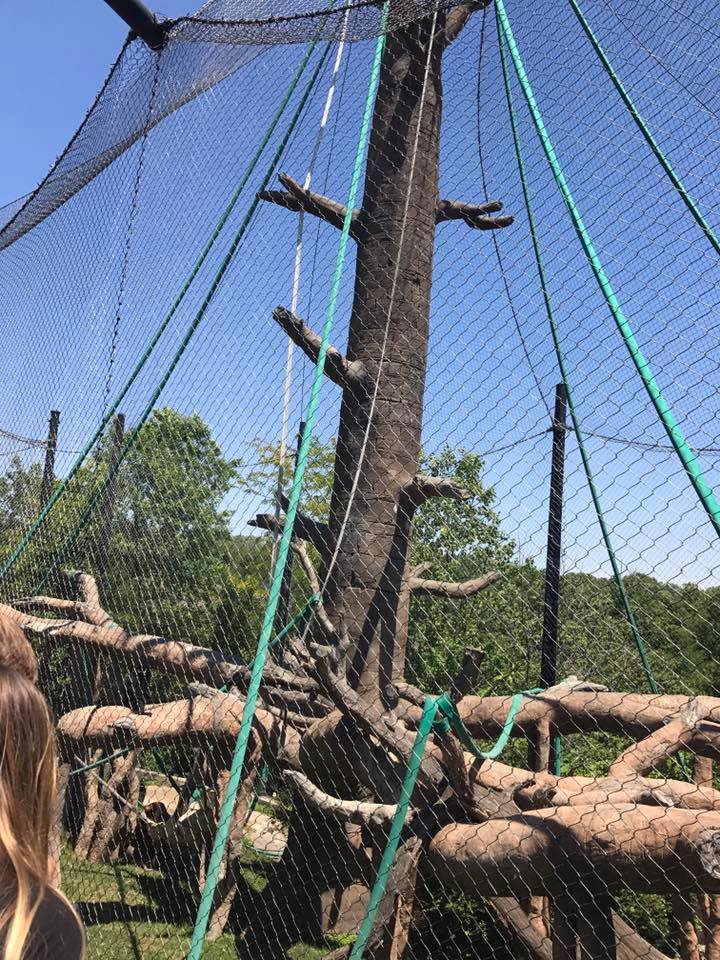 Hubbard Orangutan Forest- Orangutan/Francois Langur