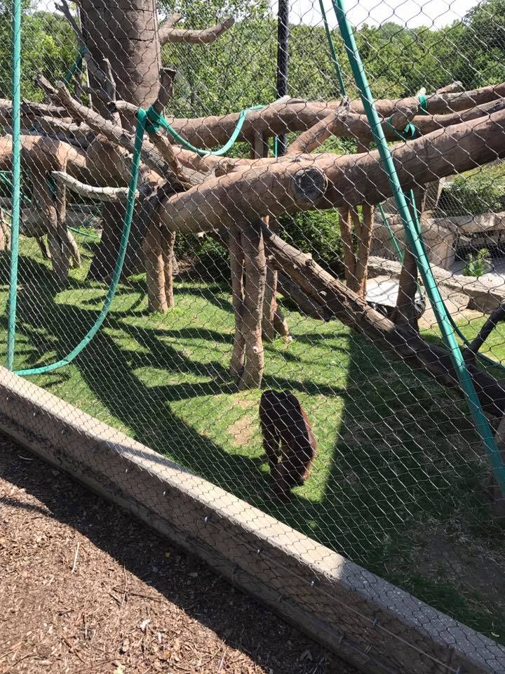 Hubbard Orangutan Forest- Orangutan/Francois Langur