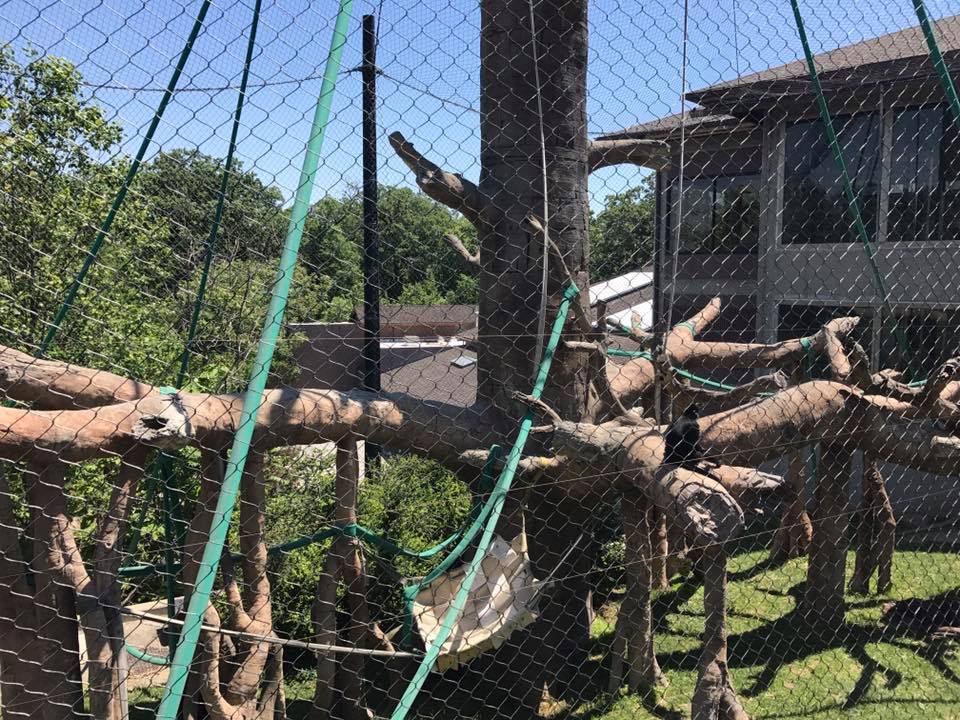 Hubbard Orangutan Forest- Orangutan/Francois Langur