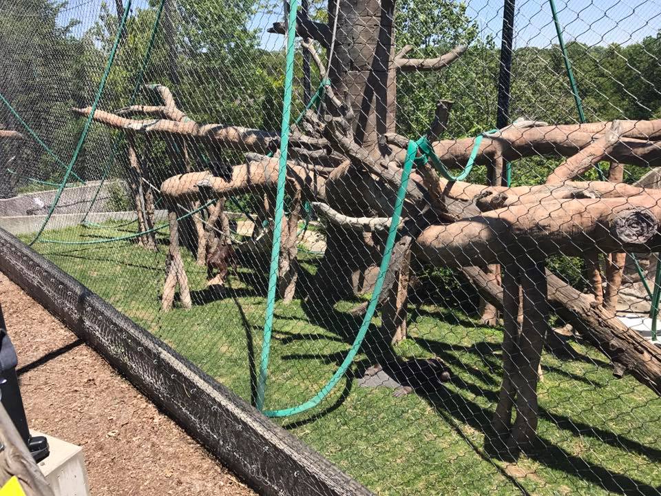 Hubbard Orangutan Forest- Orangutan/Francois Langur