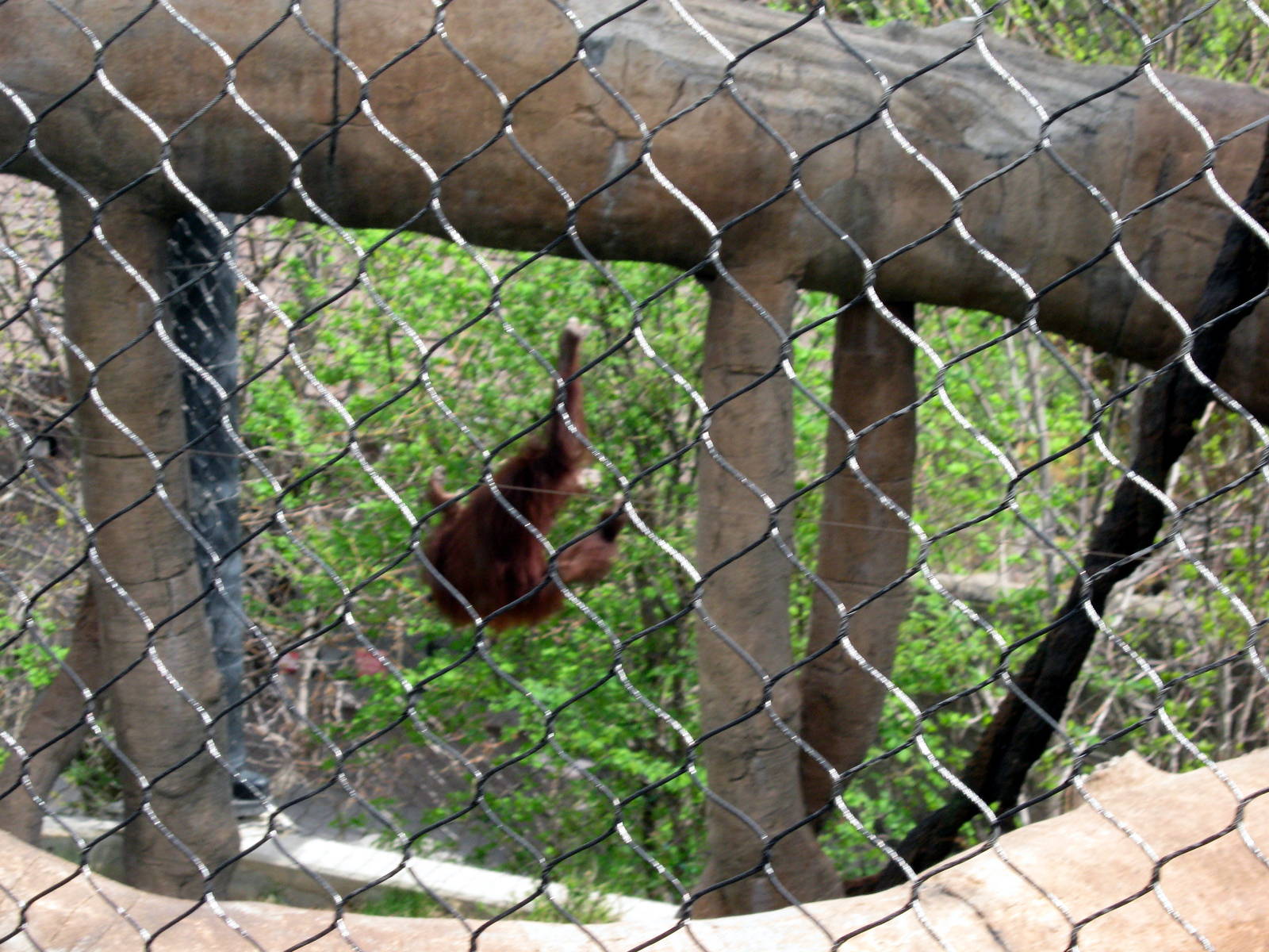 Hubbard Orangutan Forest-Orangutan