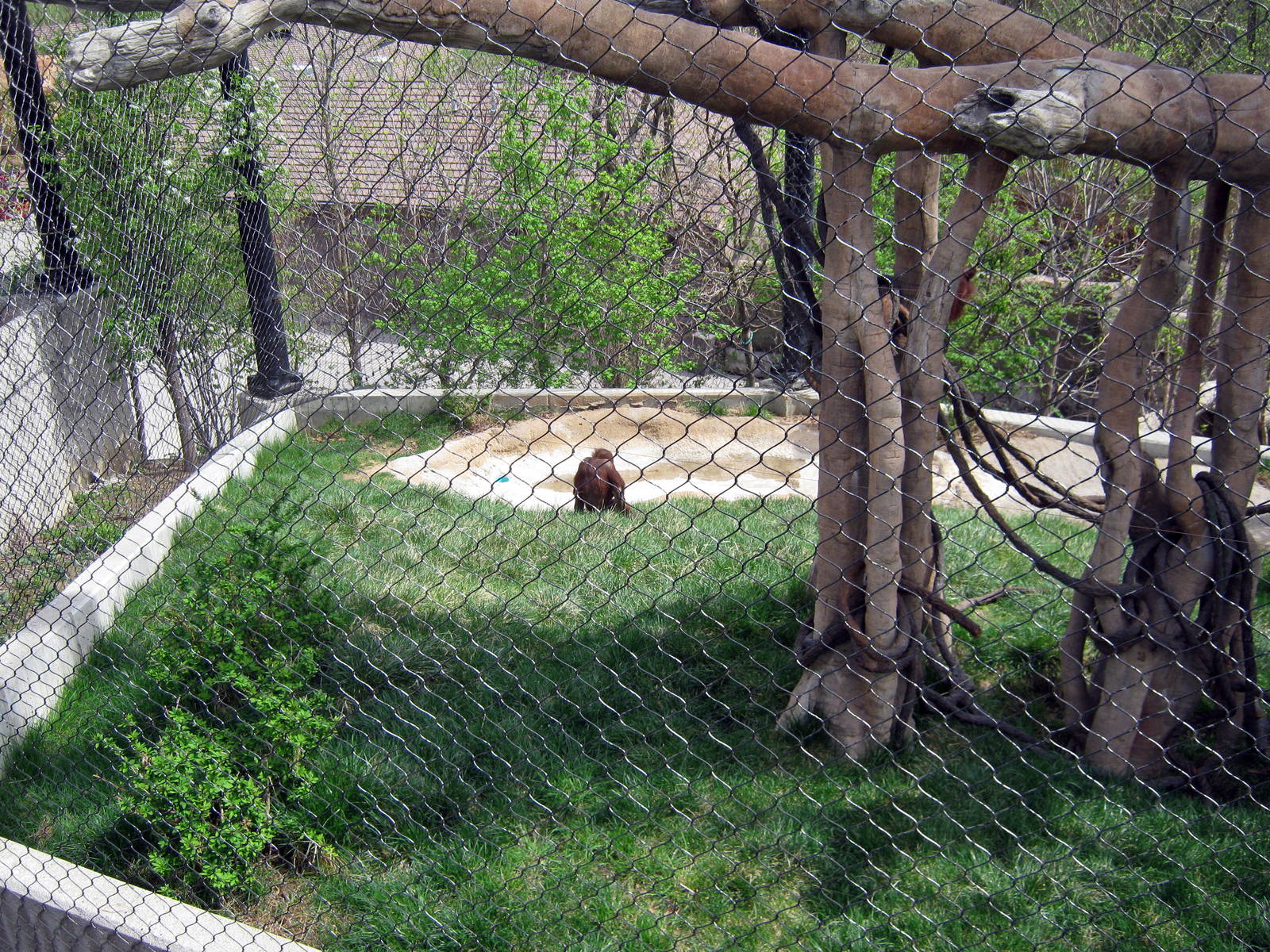 Hubbard Orangutan Forest-Orangutan