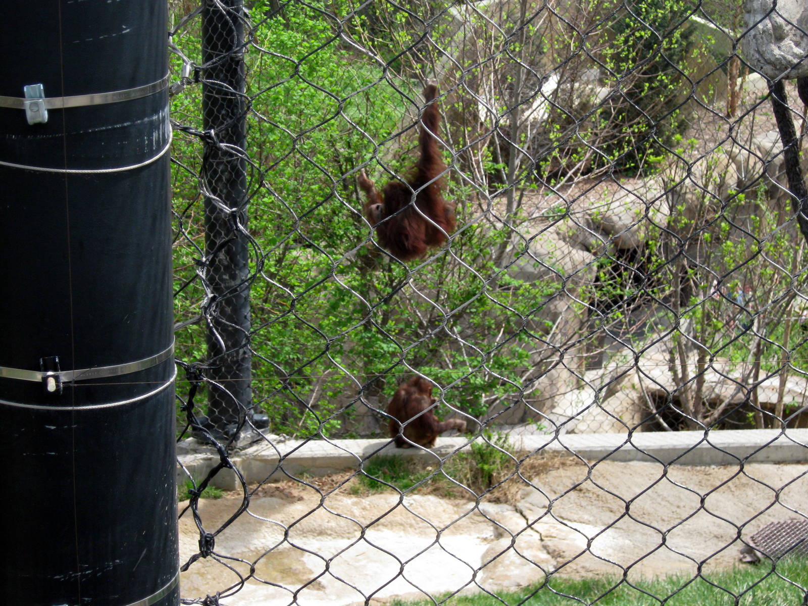 Hubbard Orangutan Forest-Orangutans