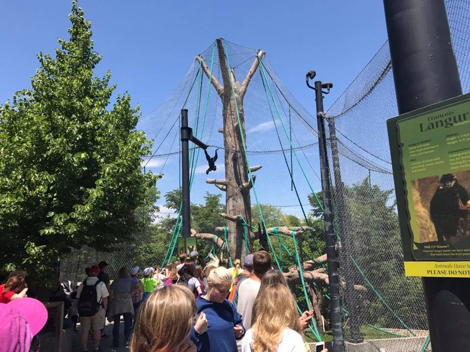 Hubbard Orangutan Forest- Siamang/Orangutan