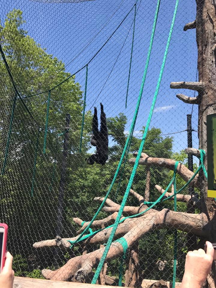 Hubbard Orangutan Forest- Siamang/Orangutan