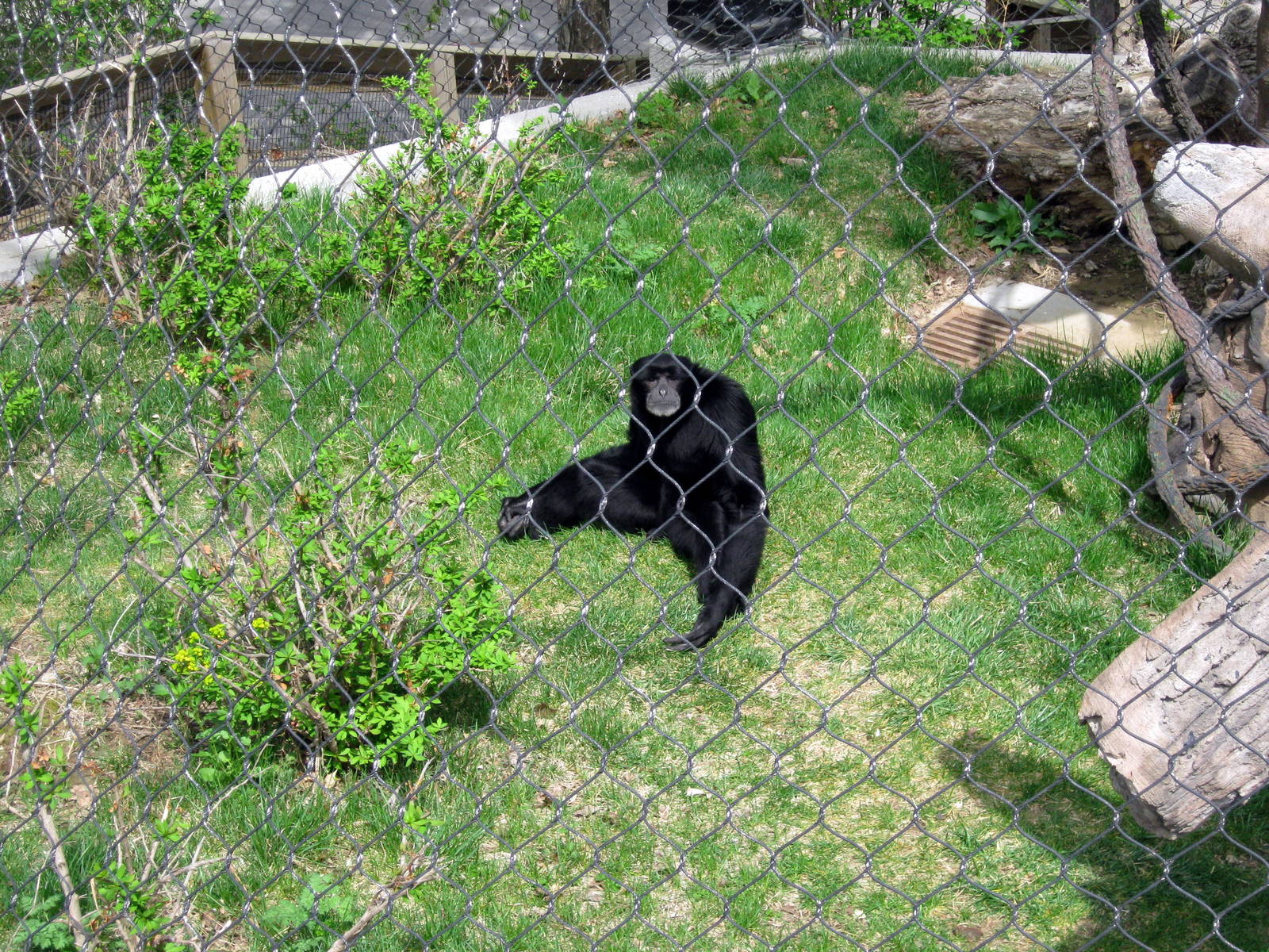 Hubbard Orangutan Forest-Siamang