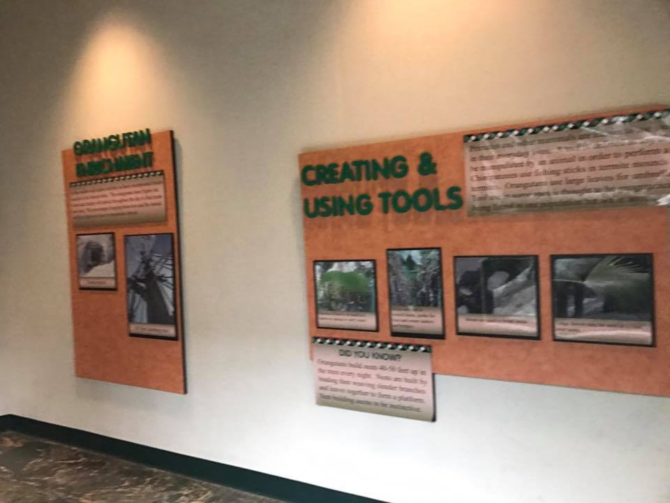 Hubbard Orangutan Forest