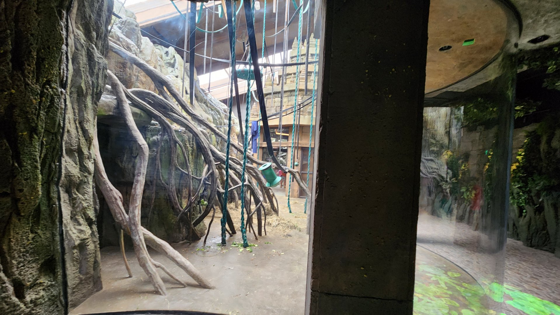 Hubbard Orangutan Forest