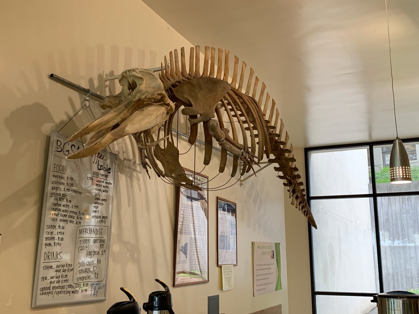 Hubbs' beaked whale skeleton at HSU