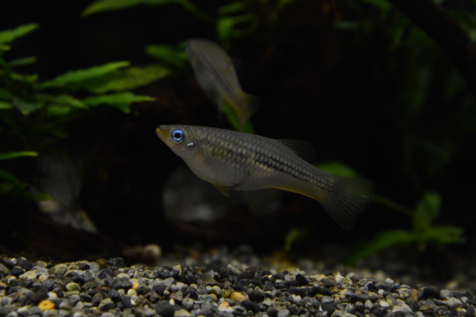 Huber's livebearer (Alfaro huberi)