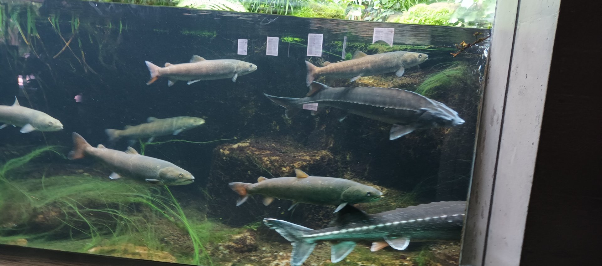 Huchen and Russian Sturgeons