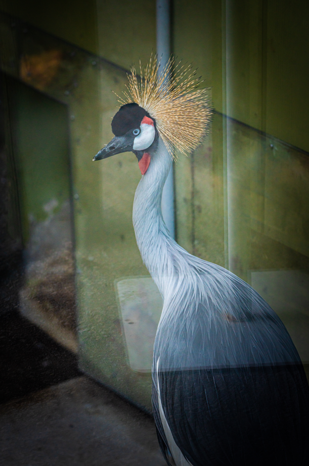 Huckleberry the male Grey Crowned Crane