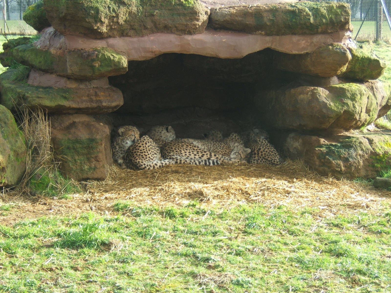 Huddle of Cheetahs