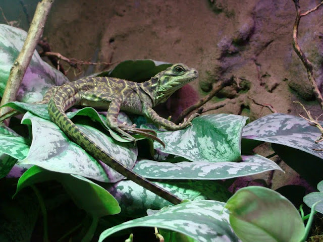 Hudrosaurus pustulatus