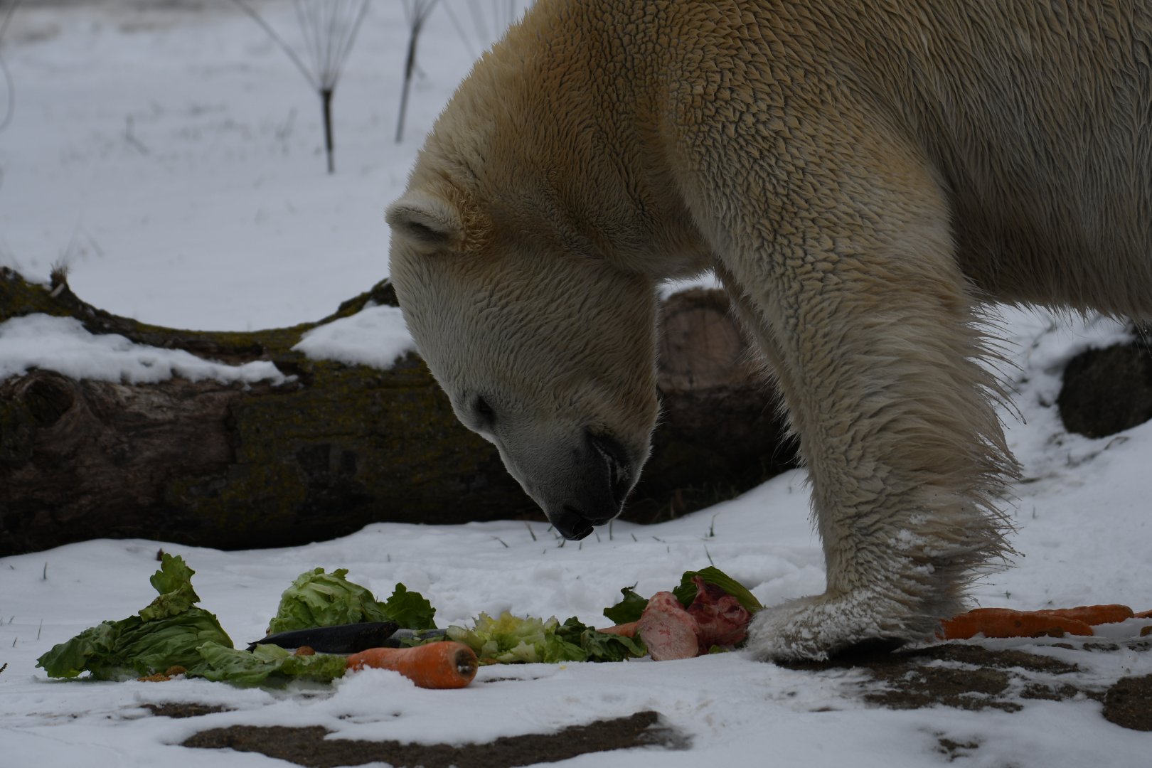 Hudson and his feast on International Polar Bear Day