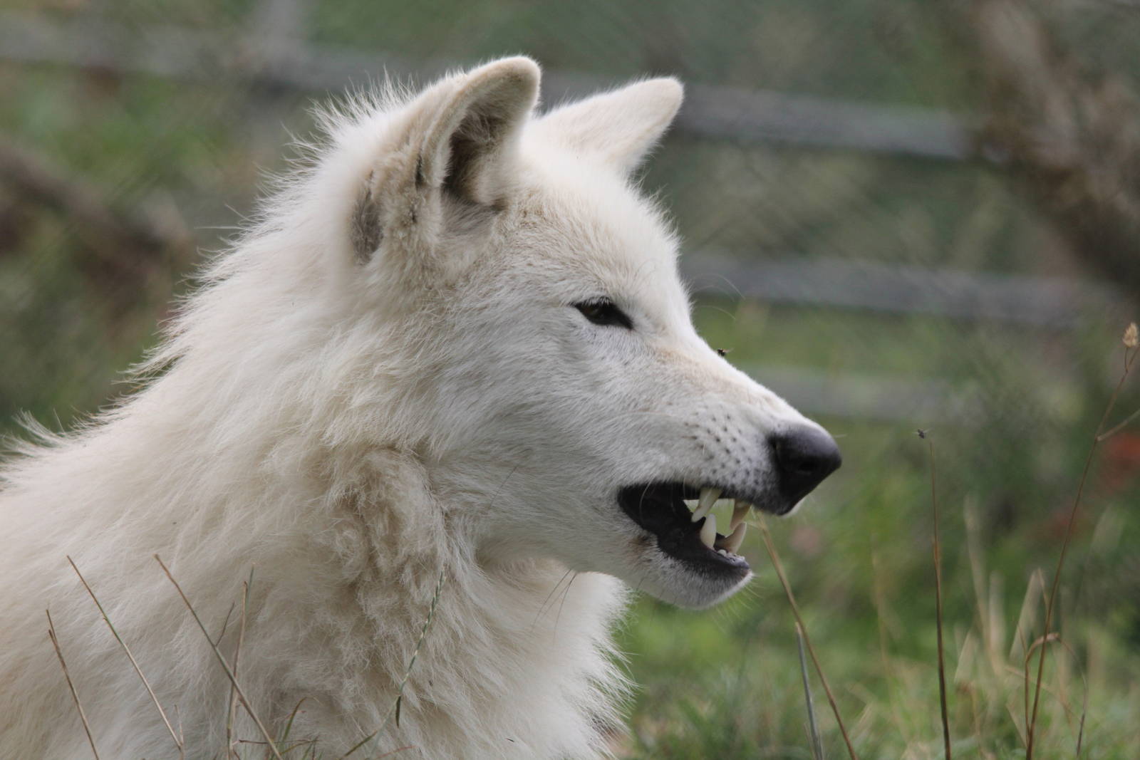 Hudson Bay wolf. 15-8-14