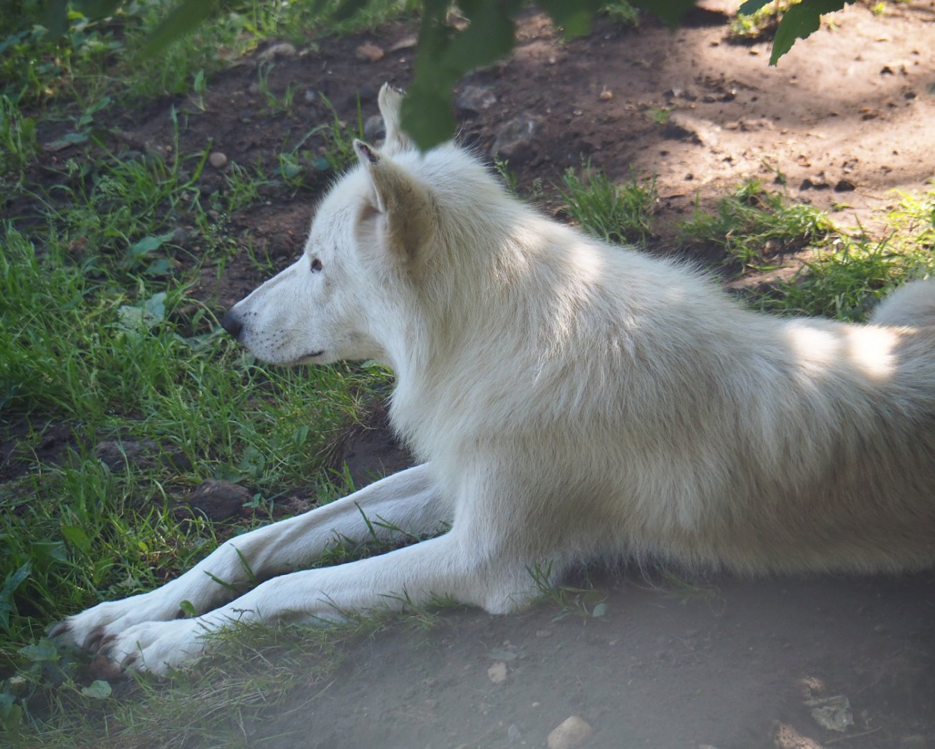 Hudson Bay wolf (Canis lupus hudsonicus), 2019-08-04