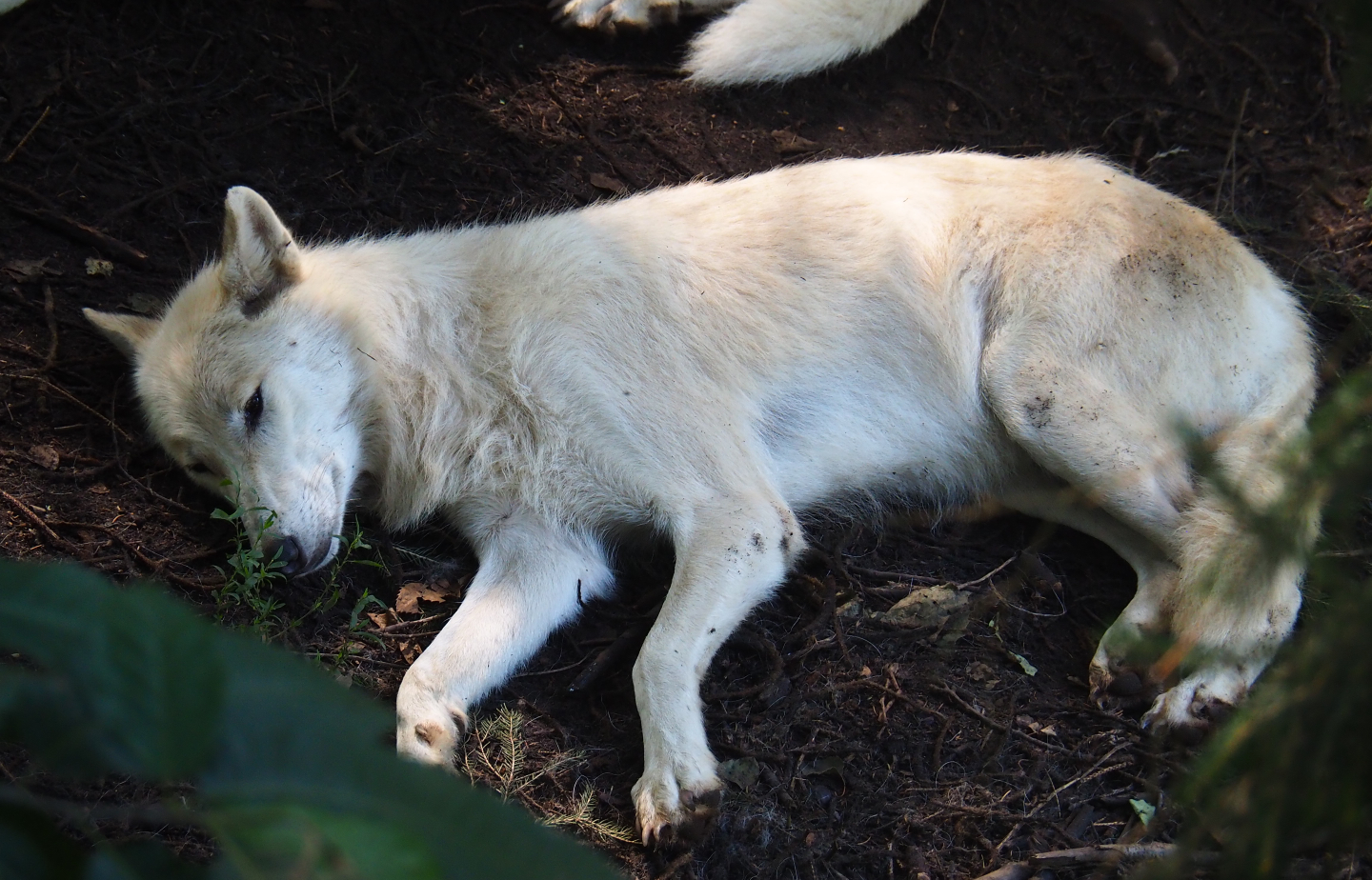 Hudson Bay wolf (Canis lupus hudsonicus), 2019-08-04