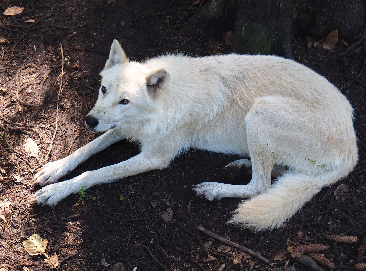 Hudson Bay wolf (Canis lupus hudsonicus), 2019-08-04