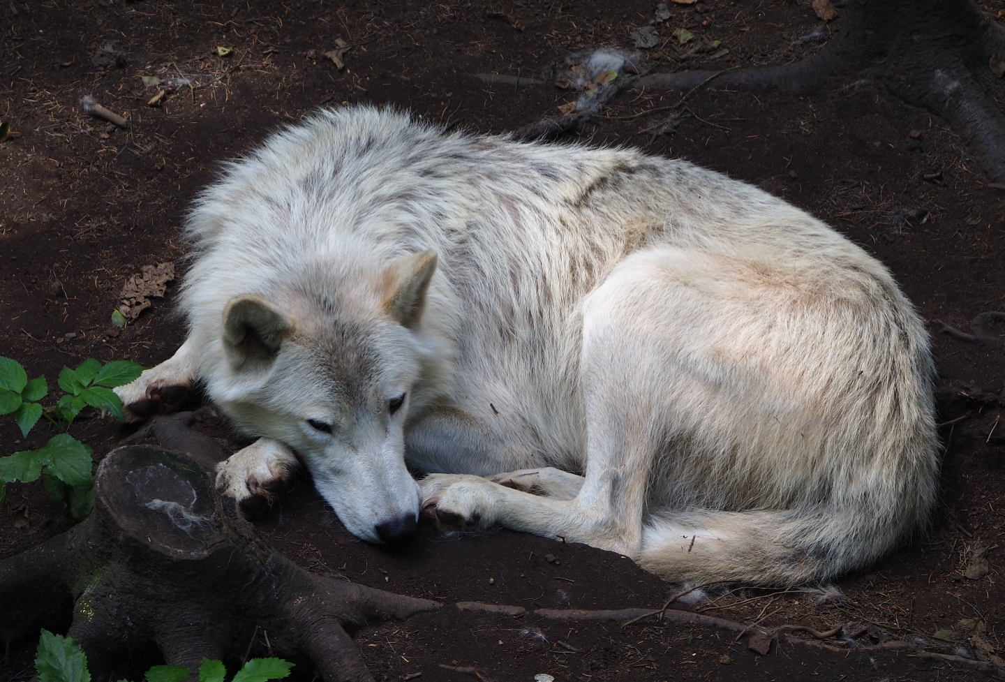 Hudson Bay wolf (Canis lupus hudsonicus), 2020-06-20