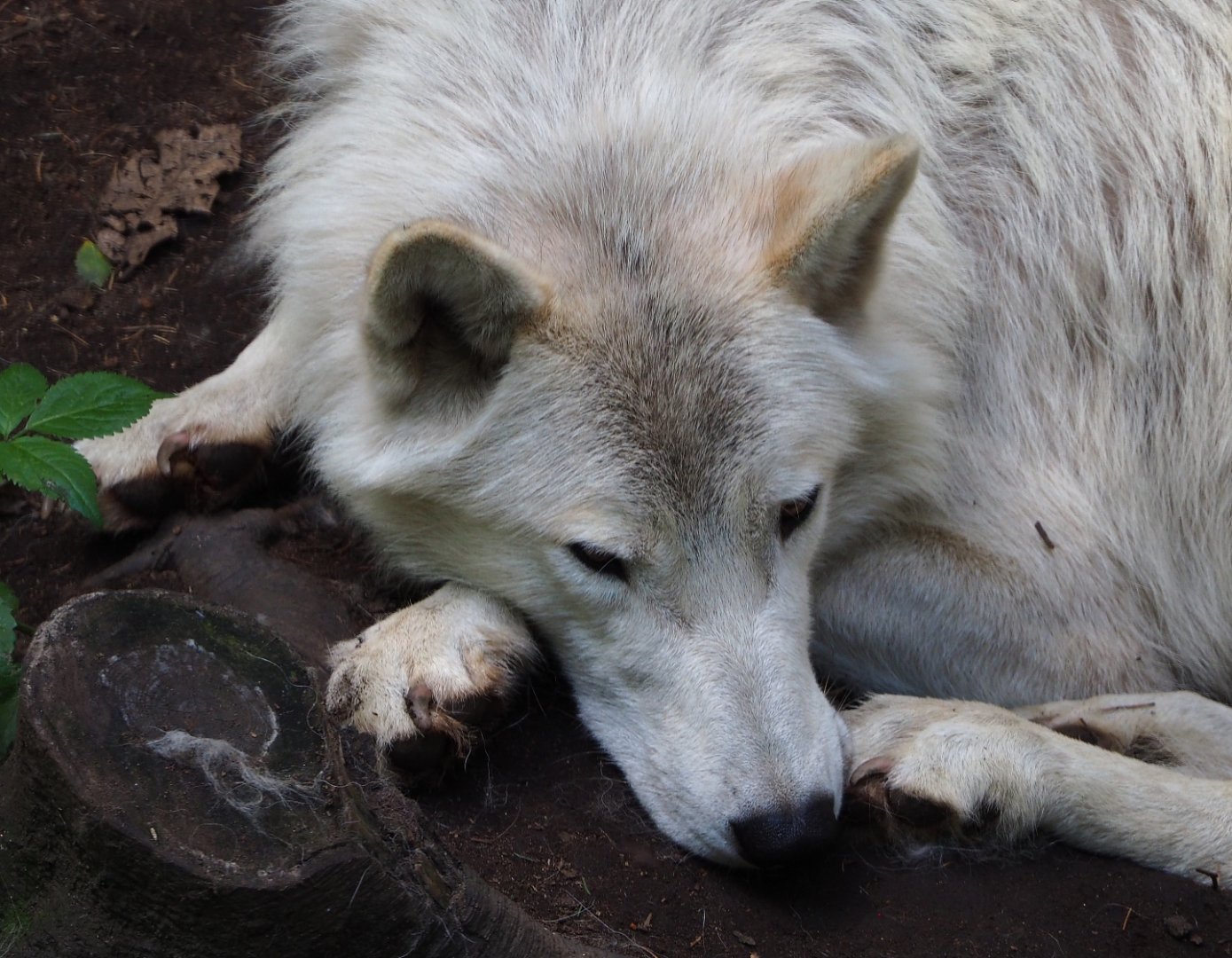 Hudson Bay wolf (Canis lupus hudsonicus), 2020-06-20