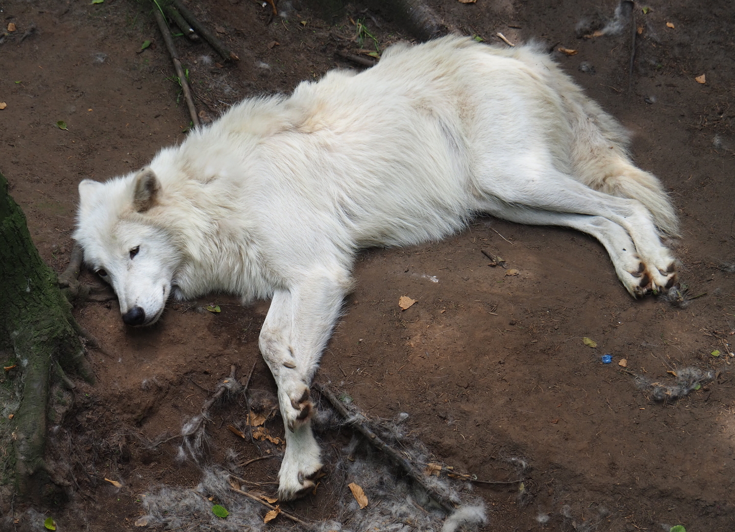 Hudson Bay wolf (Canis lupus hudsonicus), 2021-06-15
