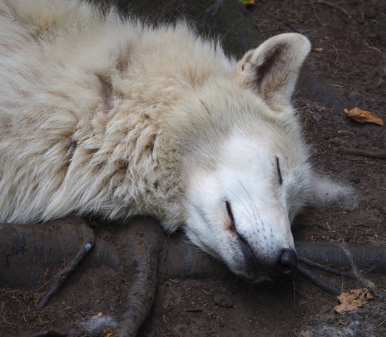 Hudson Bay wolf (Canis lupus hudsonicus), 2021-06-15