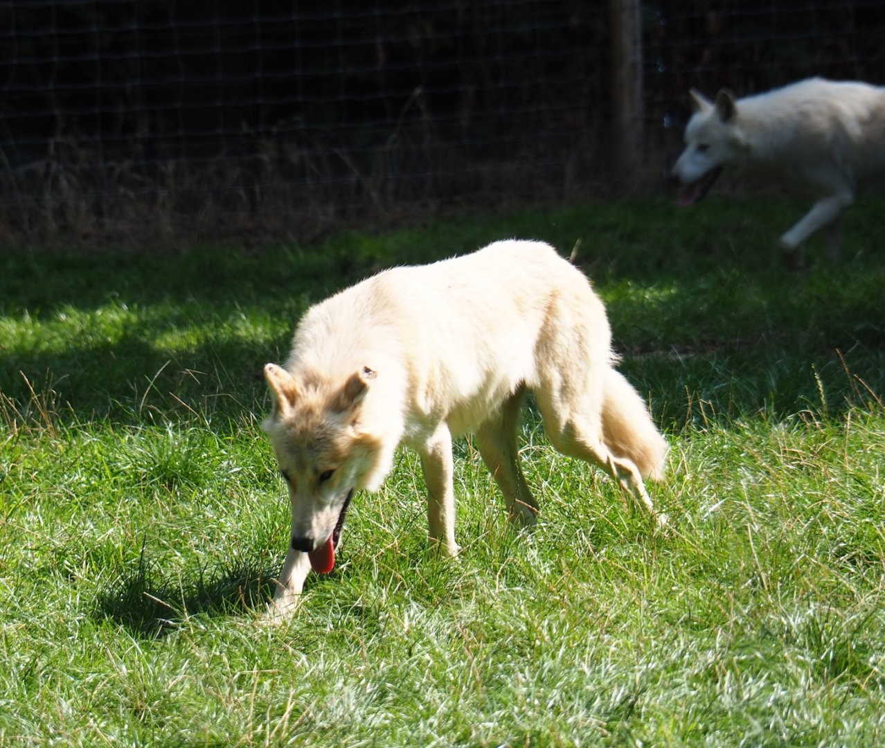 Hudson Bay wolf (Canis lupus hudsonicus), Aug 28th, 2018