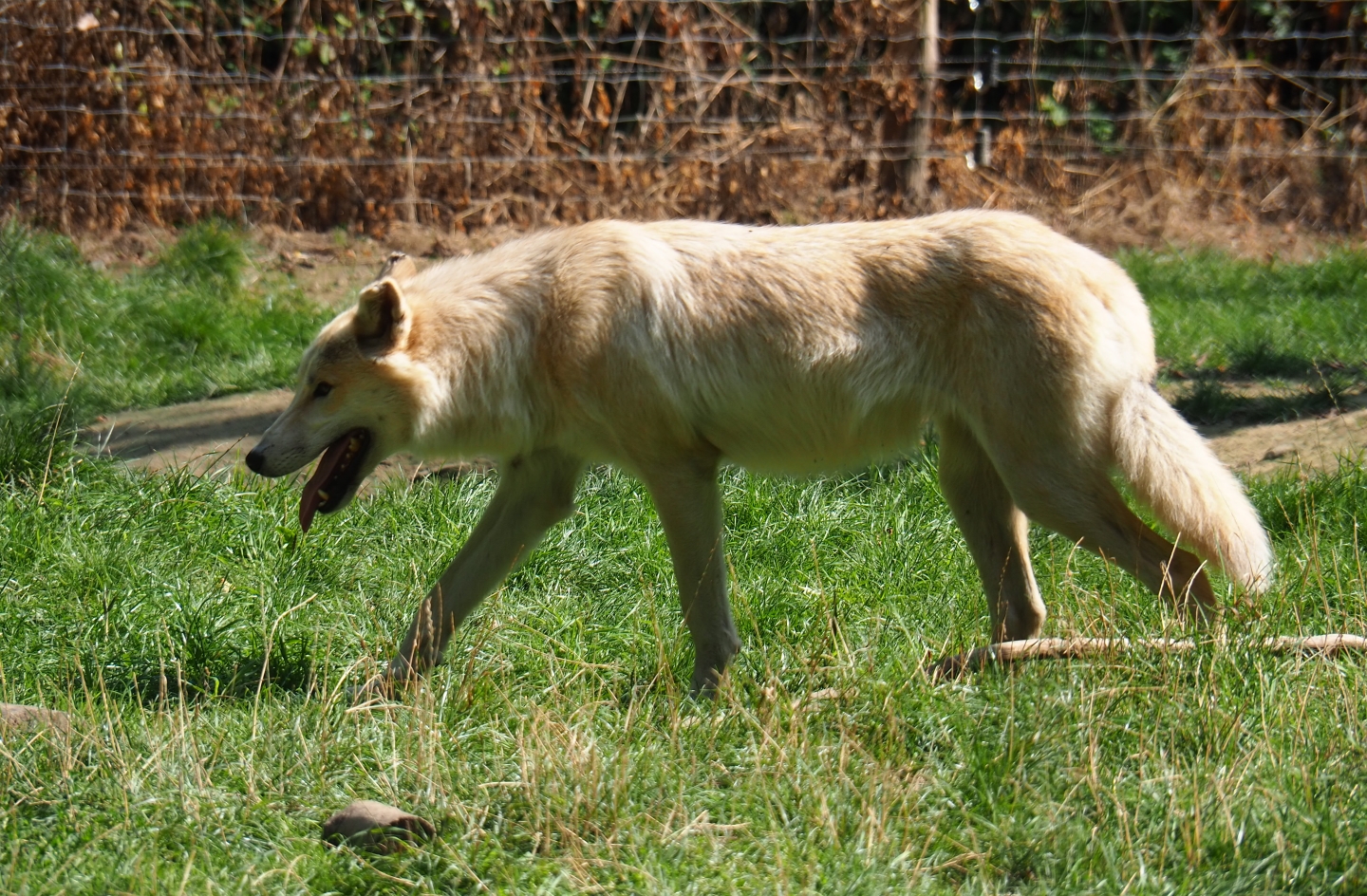 Hudson Bay wolf (Canis lupus hudsonicus), Aug 28th, 2018