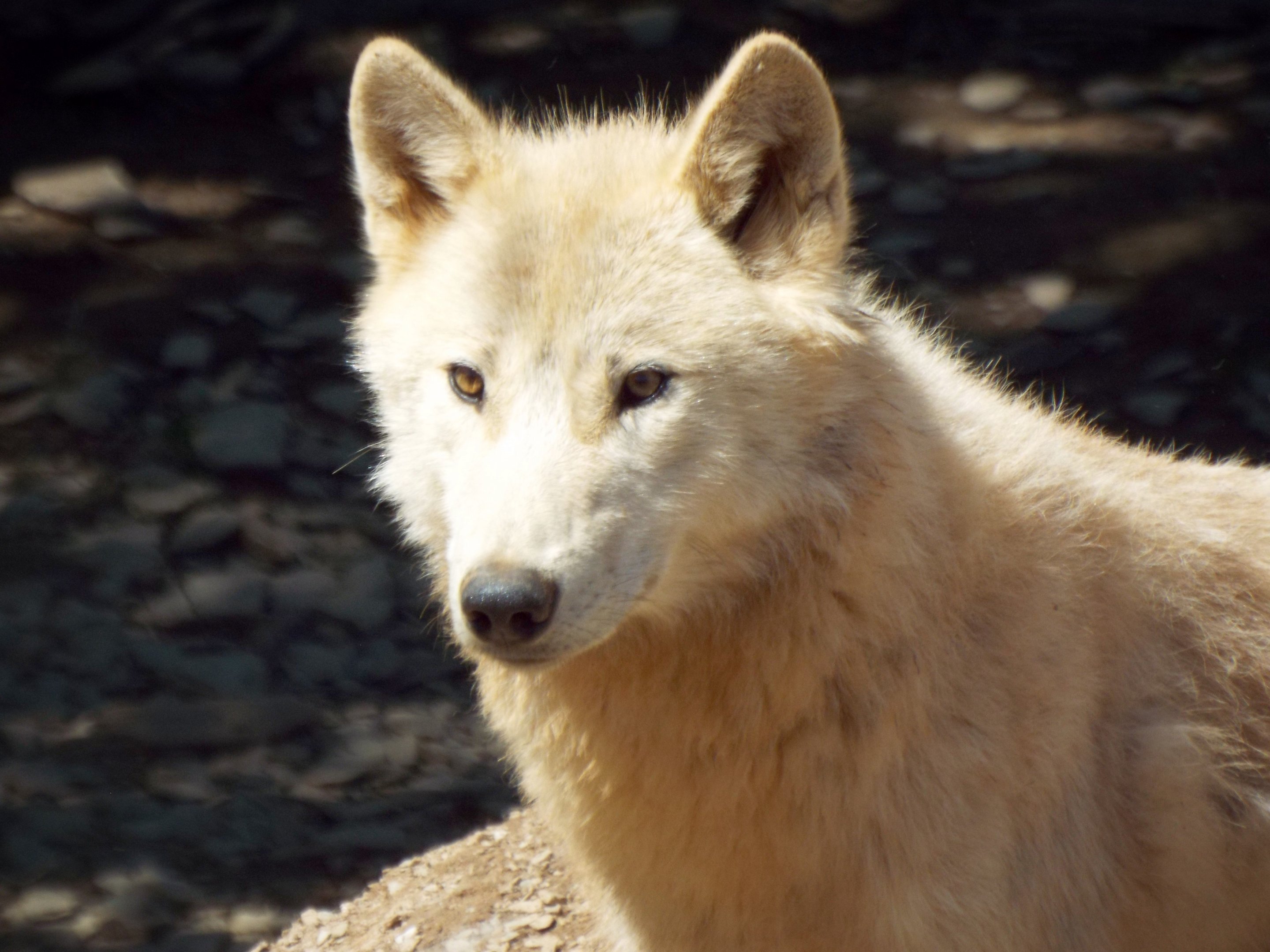 Hudson Bay Wolf CMWDP