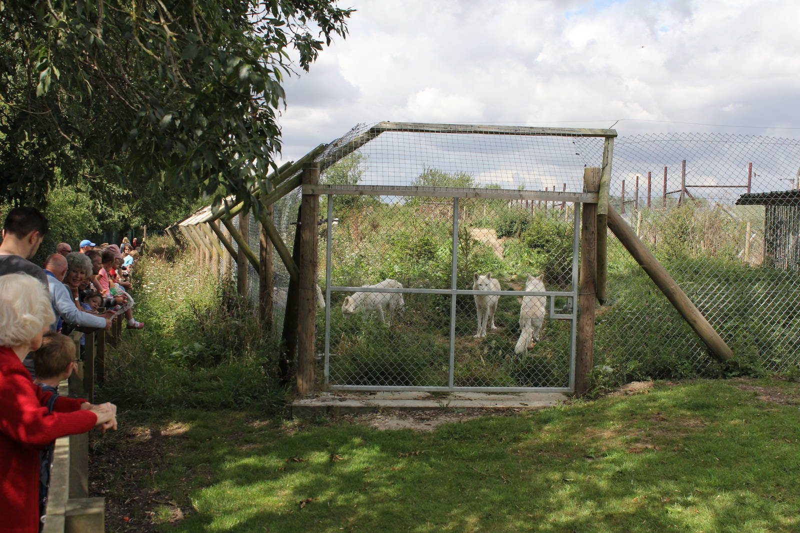 Hudson Bay Wolf enclosure 15-8-14