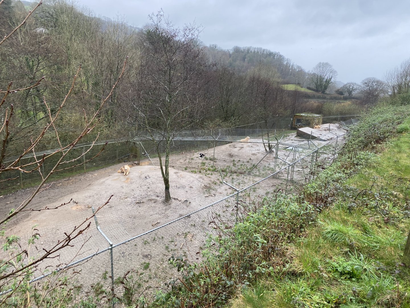 Hudson Bay wolf enclosure 170224