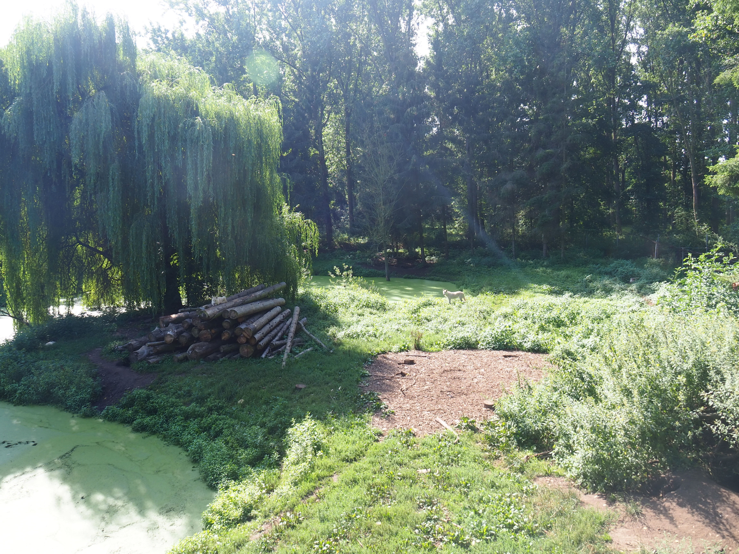 Hudson Bay wolf exhibit, 2019-08-04