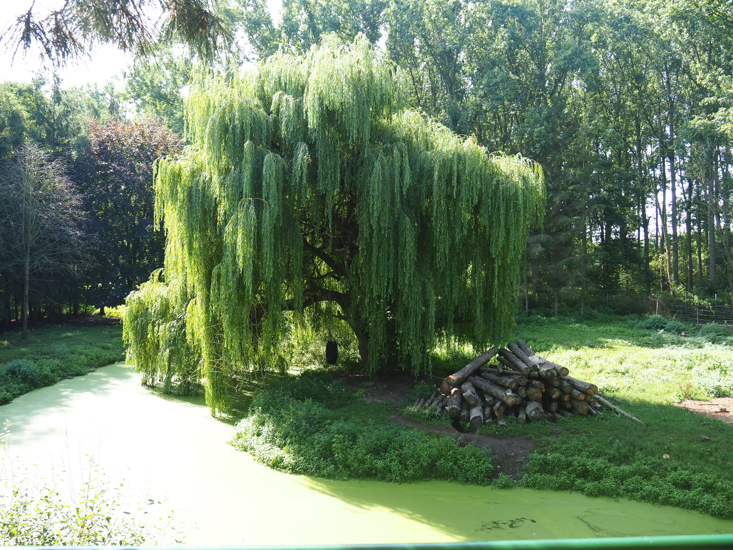 Hudson Bay wolf exhibit, 2019-08-04