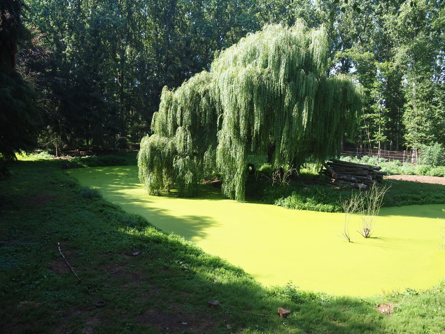 Hudson Bay wolf exhibit, 2019-08-04