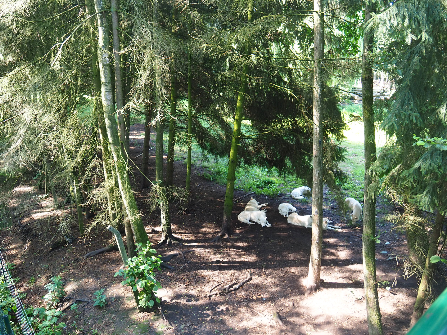 Hudson Bay wolf exhibit, 2019-08-04