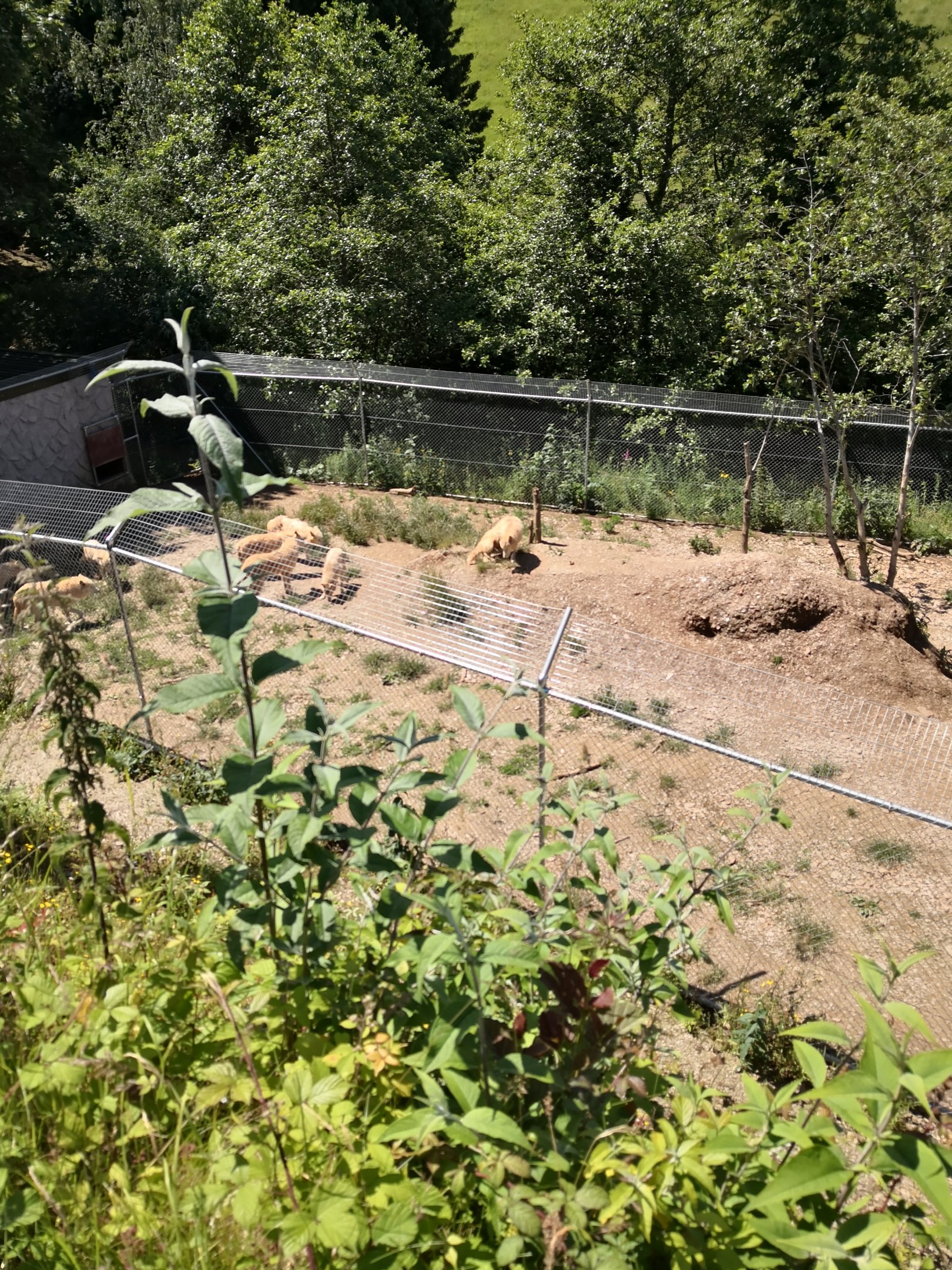 Hudson Bay Wolf Exhibit